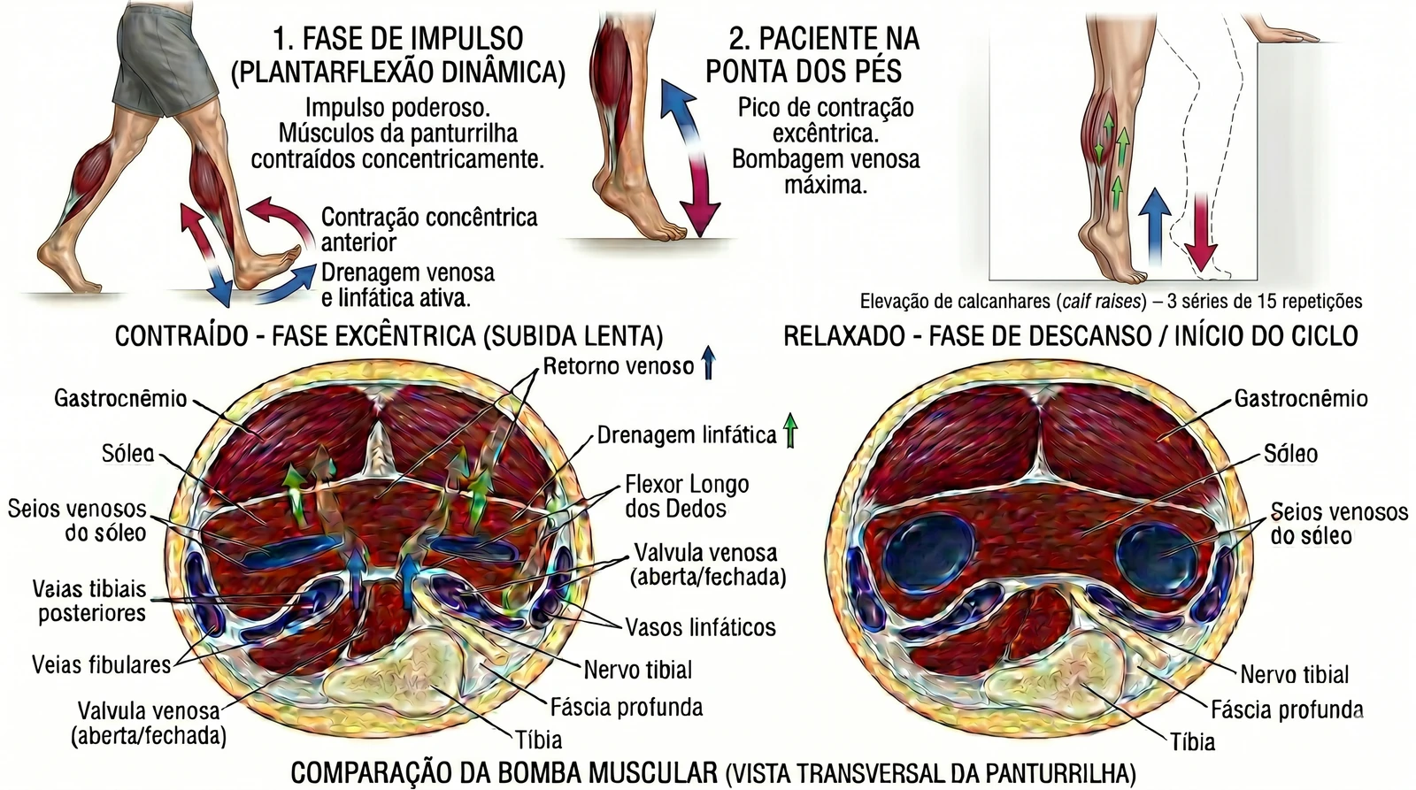 Fig. 5 — Calf raises: plantarflexão dinâmica e pico excêntrico ativando a bomba muscular. Retorno venoso e linfático ativos versus musculatura relaxada.