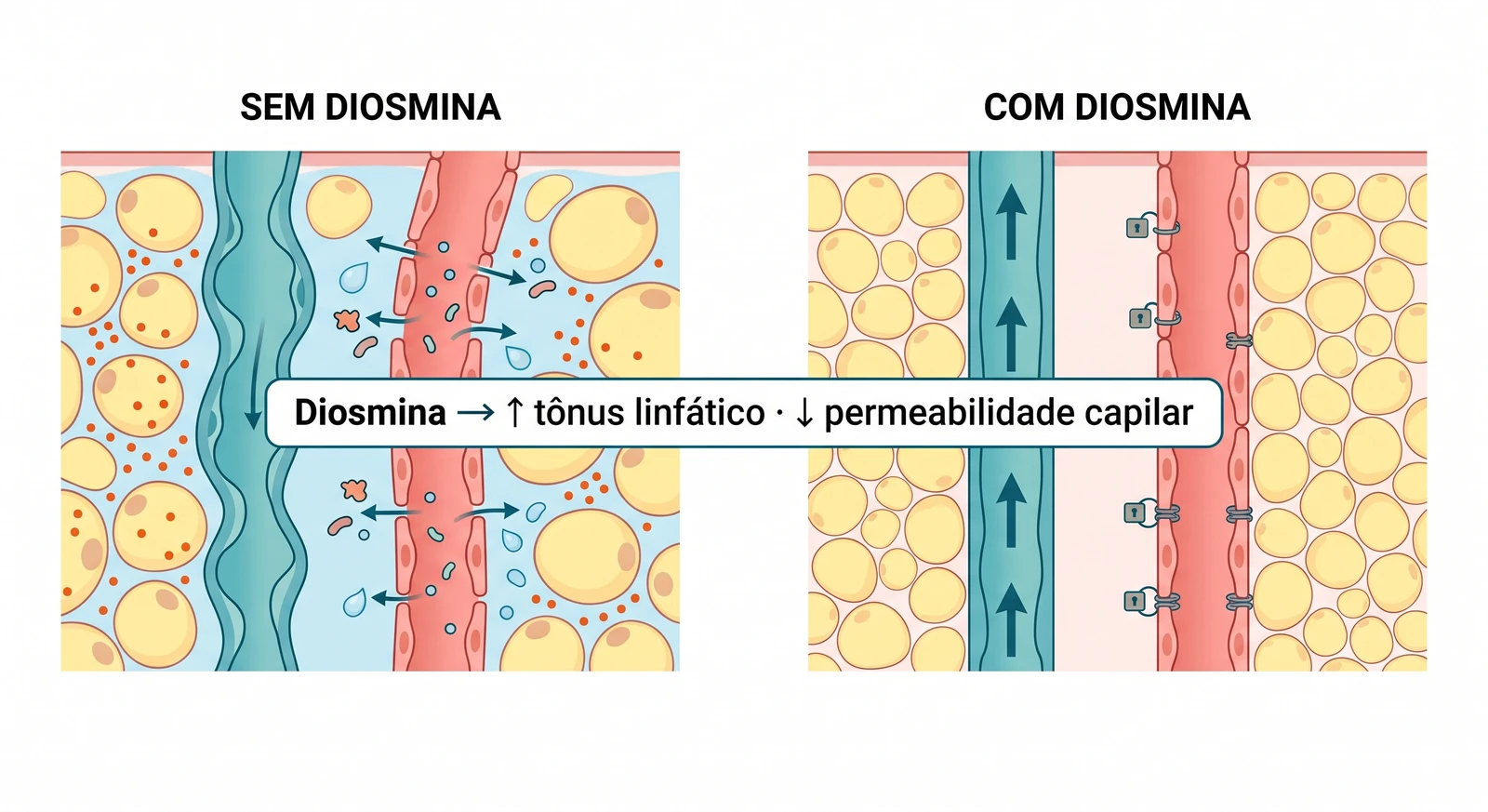 Fig. 2 — Mecanismo da diosmina