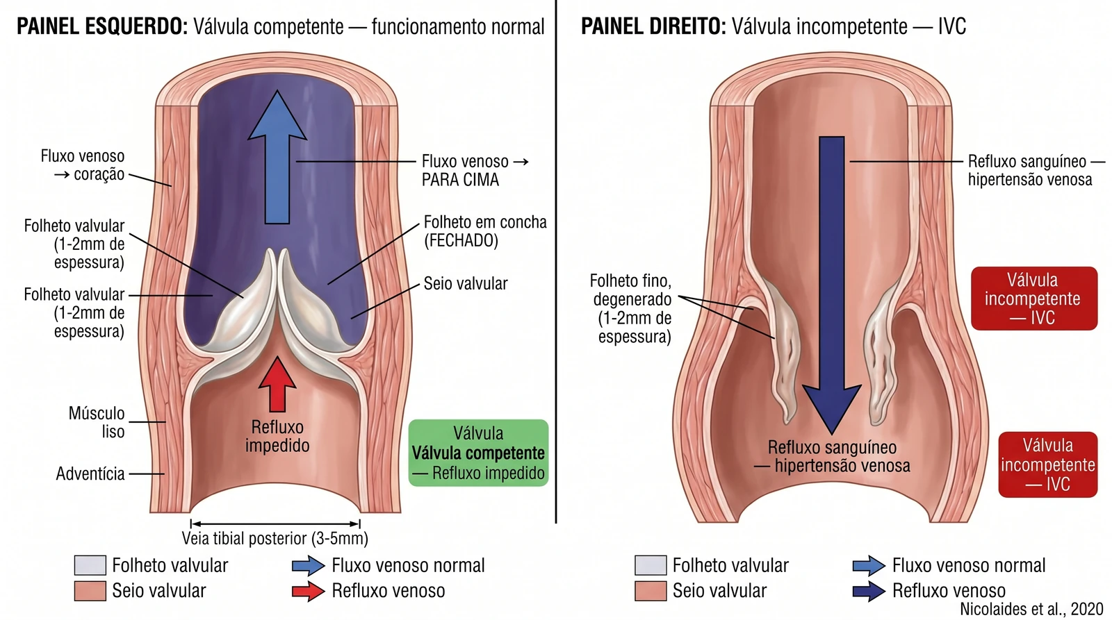 Fig. 1 — Válvulas venosas